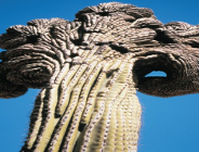 "Kaktusowy las?! Krajobraz roślinny Arizony"- wystawa w Ogrodzie Botanicznym UAM