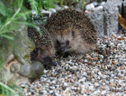 Kartka z Eko kalendarza - Dzień Jeża