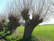 Kartka z Ekokalendarza - Dzień Wierzby!