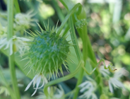 Kolczurka - Inwazyjny Gatunek Obcy