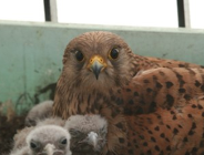 Konkurs na realizację zadań dot. ekologii i ochrony przyrody