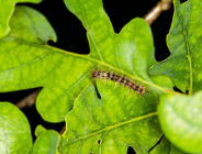 Korowódka dębówka w Poznaniu!