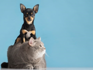 Marzec miesiącem sterylizacji zwierząt domowych!