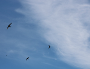 Międzynarodowy Dzień Jerzyka