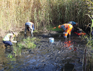 Na ratunek Traszkom Ratajskim!