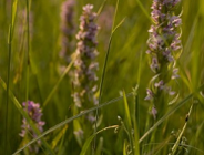 Nabór wniosków inwestycyjnych w WFOŚiGW w Poznaniu na rok 2012