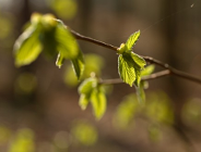 Nabór wniosków związanych z edukacją ekologiczną w WFOŚiGW w Poznaniu na rok 2012