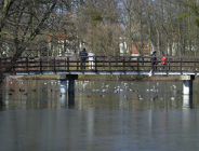 Nie dokarmiaj zwierząt - szkodzisz, nie pomagasz!