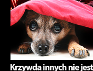 Nie strzelaj w Sylwestra!