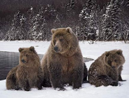 Niedźwiedzi azyl w poznańskim ZOO