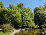 Nowe pomniki przyrody