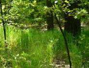 Nowe wzory dokumentów dla zadań publicznych realizowanych przez organizacje pożytku publicznego