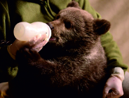 Nowi milusińscy z poznańskiego Nowego ZOO