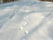 Obowiązek odśnieżania chodnika spoczywa na właścicielu nieruchomości