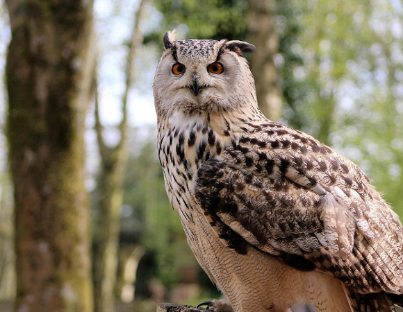 Wydział Klimatu i Środowiska zaprasza na kolejną odsłonę Nocy Sów / fot. Pixabay Obraz przedstawia sowę siedząca na gałęzi w lesie