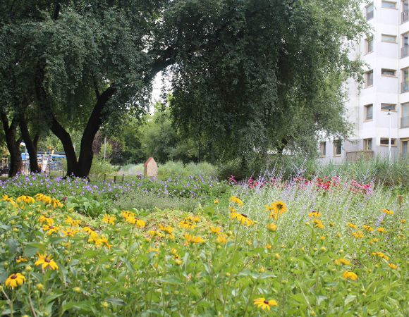 Obrazek przedstawia na pierwszym planie łąkę kwietną, natomiast w tle drzewa oraz hotel dla owadów. Po prawej widoczna jest ściana budynku wielorodzinnego.