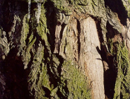 Ochrona zadrzewień przydrożnych w Poznaniu