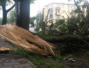 Od 01.01.2016 zmiana w zakresie zezwoleń na usunięcie drzew i krzewów