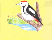 Odbierz bezpłatny przewodnik "Dzięciołowe opowieści o Dębinie"