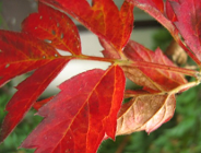 Odwiedź stronę dla dzieci przygotowaną przez Ministerstwo Środowiska