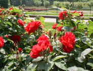 Oferta realizacji zadania publicznego