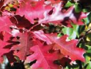 Ogrodnictwo a rośliność inwazyjna obcego pochodzenia