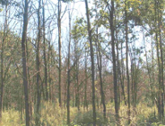 Opiętek dwuplamkowy przerzedza wielkopolskie dębiny