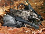 Oseski nietoperzy wypadają z kolonii - co robić?