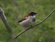 Ośrodki rehabilitacji zwierząt