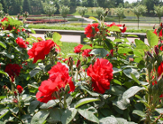 Ostatnie dni na zgłoszenie prac na konkurs "Zielony Poznań"