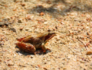 Otwarty konkurs w obszarze ekologii i ochrony zwierząt oraz ochrony dziedzictwa przyrodniczego w 2020 roku