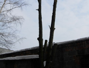 Pamiętaj o zasadach pielęgnacji drzew i krzewów!