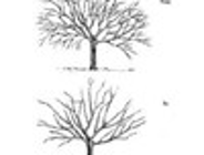 Pokaz cięcia drzew owocowych oraz ozdobnych