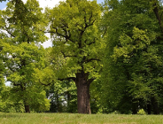 Polski Dąb Józef Europejskim Drzewem Roku 2017
