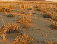 "POŁUDNIOWA AFRYKA W OBIEKTYWIE BOTANIKÓW"- wystawa fotograficzna w Ogrodzie Botanicznym UAM