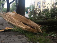 POSTĘPOWANIE W PRZYPADKU PRZEWRÓCONYCH I POŁAMANYCH DRZEW