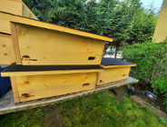 Poznań czeka na jerzyki