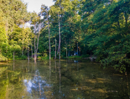 Poznań dba o mokradła, teraz zdobył prestiżowe wyróżnienie