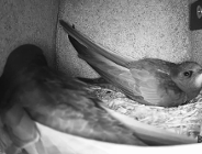 "Poznań liczy (na) jerzyki"