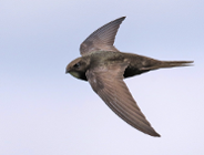 Poznań liczy (na) jerzyki