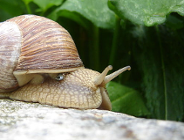 Pozwolenia na zbieranie ślimaka winniczka w 2016 r.