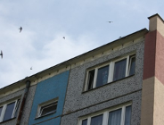 Projekt "Ochrona i Monitoring Jerzyka". Stanowisko Generalnej Dyrekcji Ochrony Środowiska