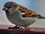 Przed nami Dzień Wróbla