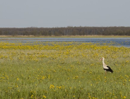 Przyjęto projekt strategii UE w zakresie ochrony różnorodności biologicznej do 2020 r.