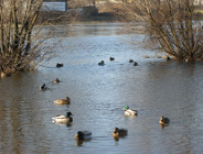 "Ptaki dla laika i przyrodnika"