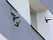 Ptaki wędrowne wróciły do Poznania