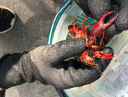 Rak luizjański jako gatunek inwazyjny - w czym tkwi problem?