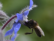 Ratujmy pszczoły - sadźmy rośliny miododajne!