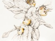 "REJTERADA Z NIESZPUŁKĄ - SZKICE I RYSUNKI PRZYRODNICZE"- wystawa w Ogrodzie Botanicznym UAM