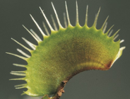 Rośliny mięsożerne w Ogrodzie Botanicznym UAM